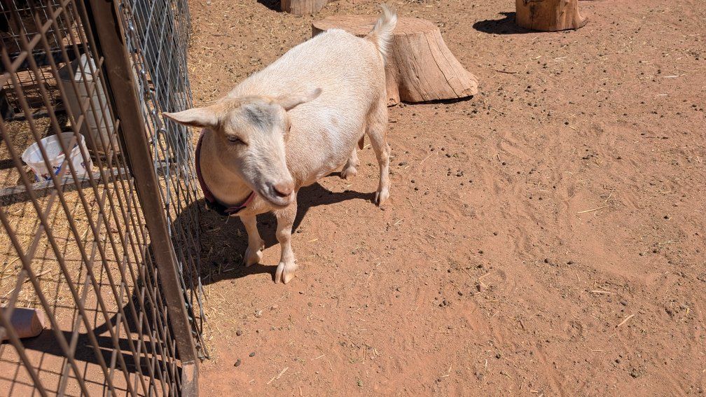 ADGA Registered Nigerian Dwarf Doe - Friendly and Healthy