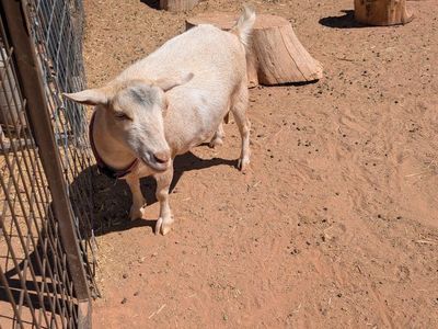 ADGA Registered Nigerian Dwarf Doe - Friendly and Healthy
