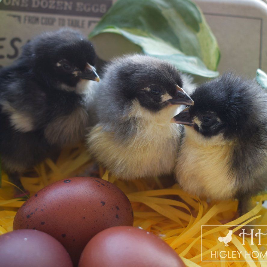 Black and Blue Copper Marans Chick Preorder!