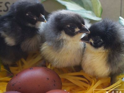 Black and Blue Copper Marans Chick Preorder!