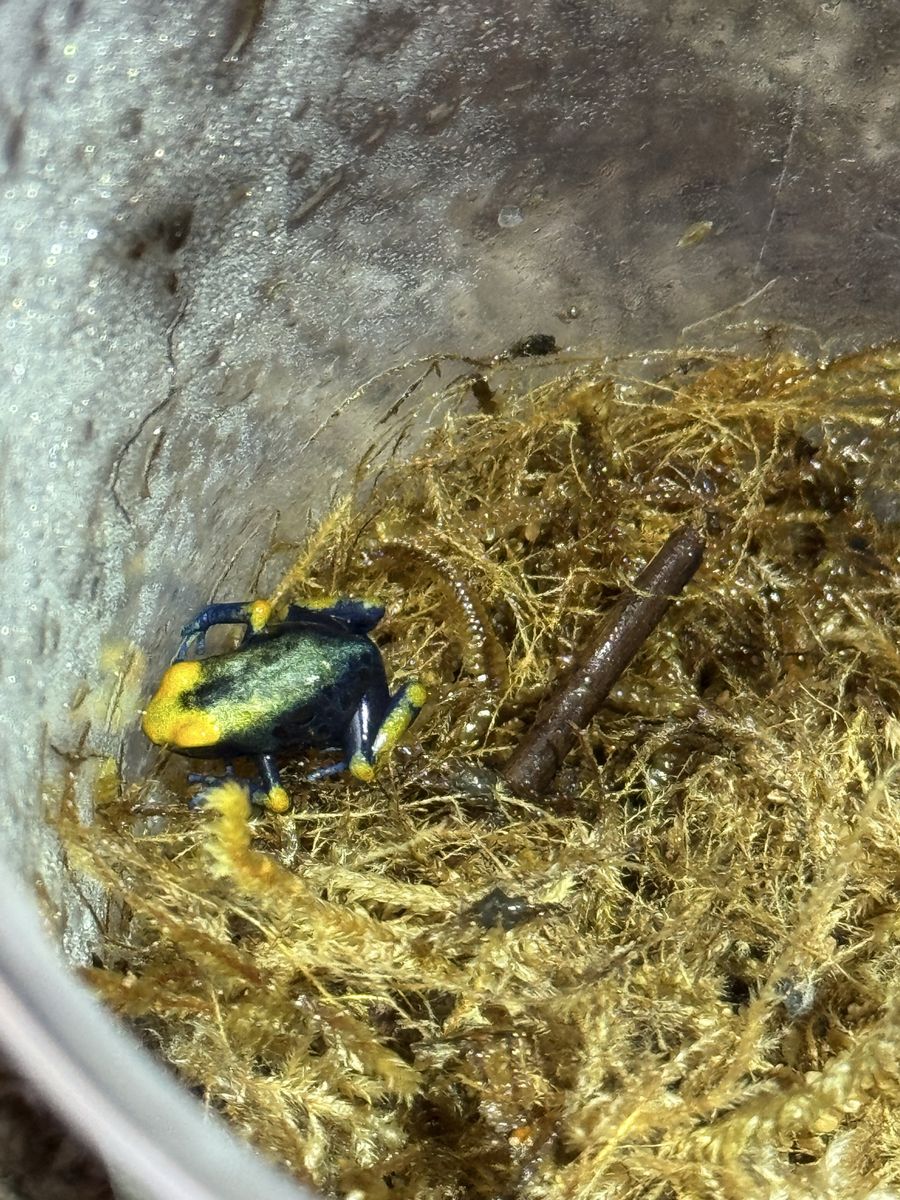 Dendrobates Tinctorius (Peacock) Dart Frogs
