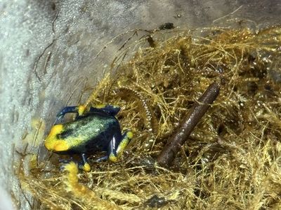 Dendrobates Tinctorius (Peacock) Dart Frogs