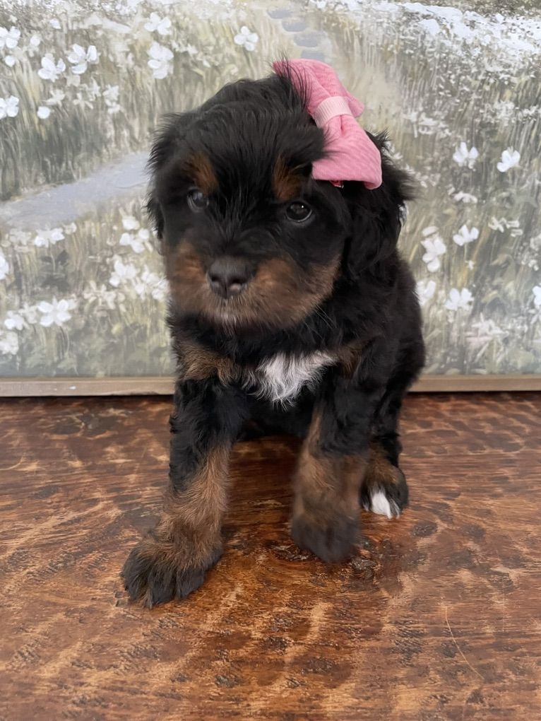 Micro Mini Bernedoodle Girl