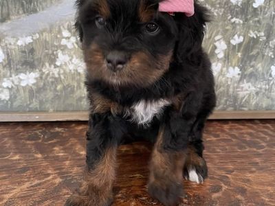 Micro Mini Bernedoodle Girl