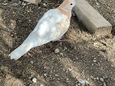 Dove