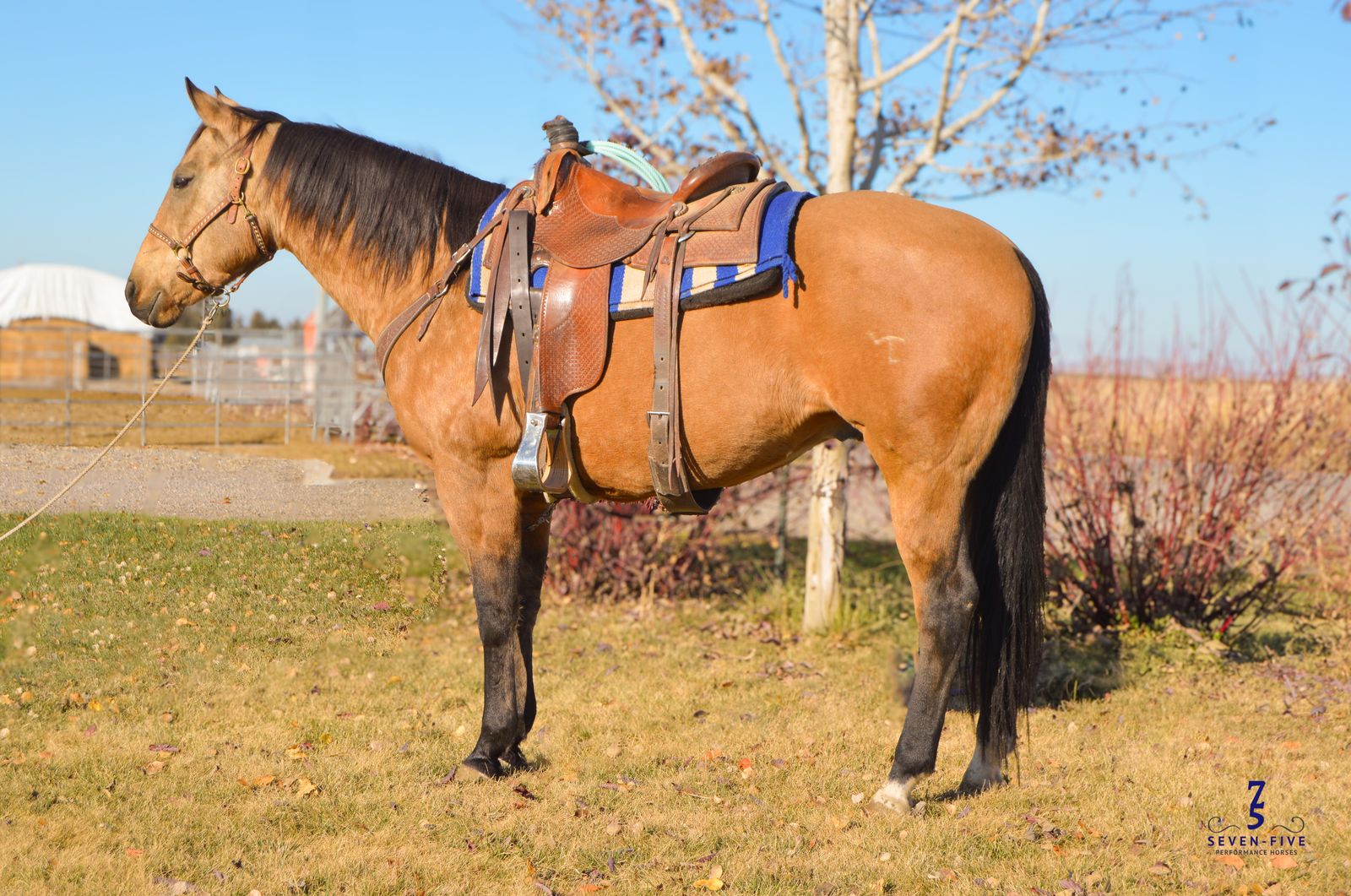 10yr old Registered Gelding "Emerson"- Seven Five Horses