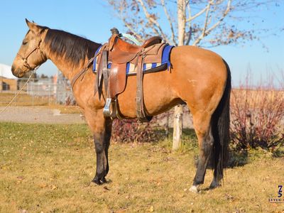 10yr old Registered Gelding "Emerson"- Seven Five Horses
