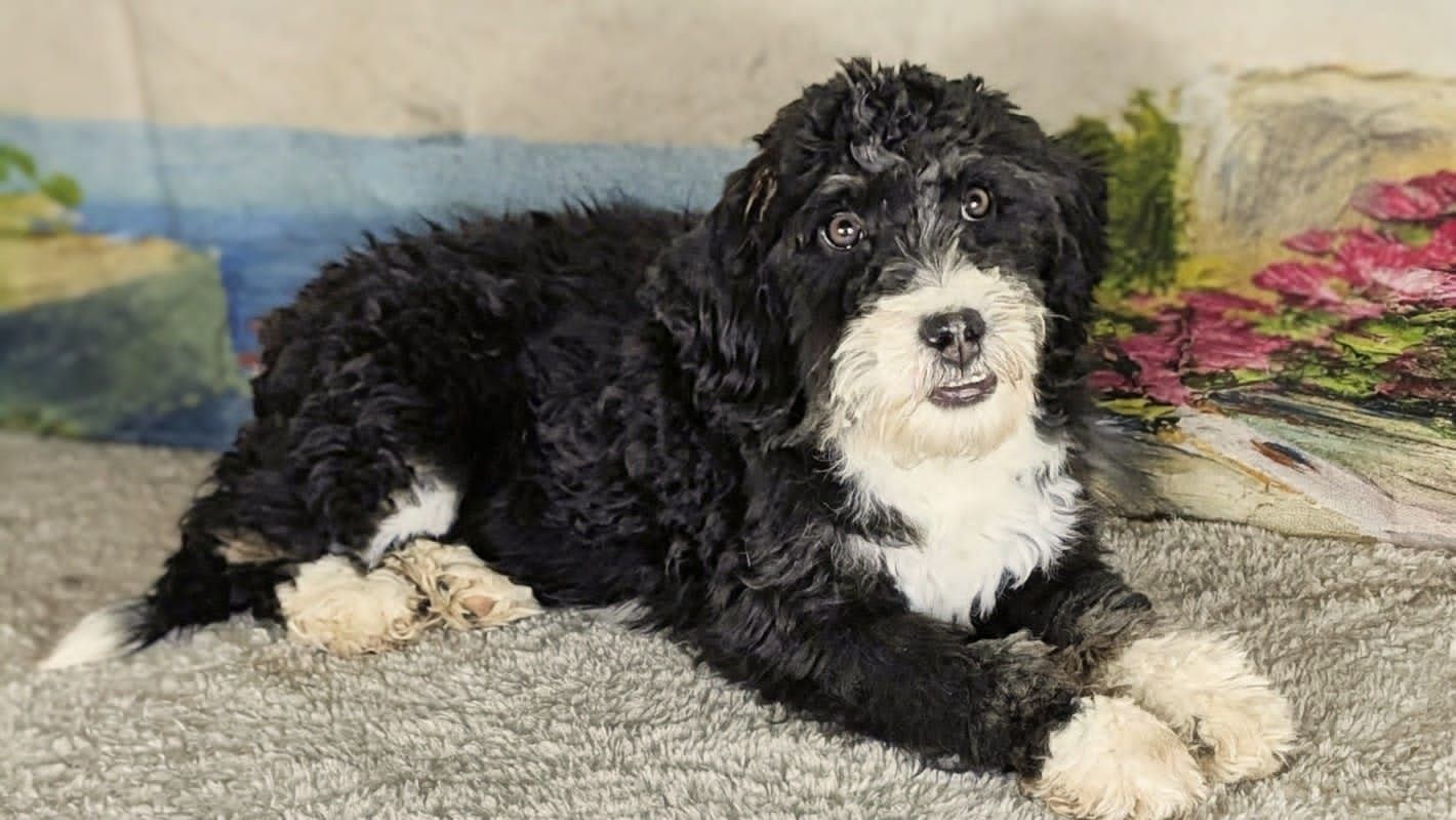 Boy Panda - Tricolor Mini Medium Bernedoodle $1000
