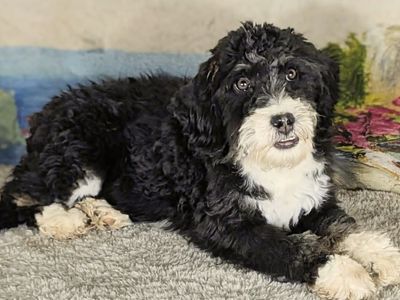 Boy Panda - Tricolor Mini Medium Bernedoodle $1000
