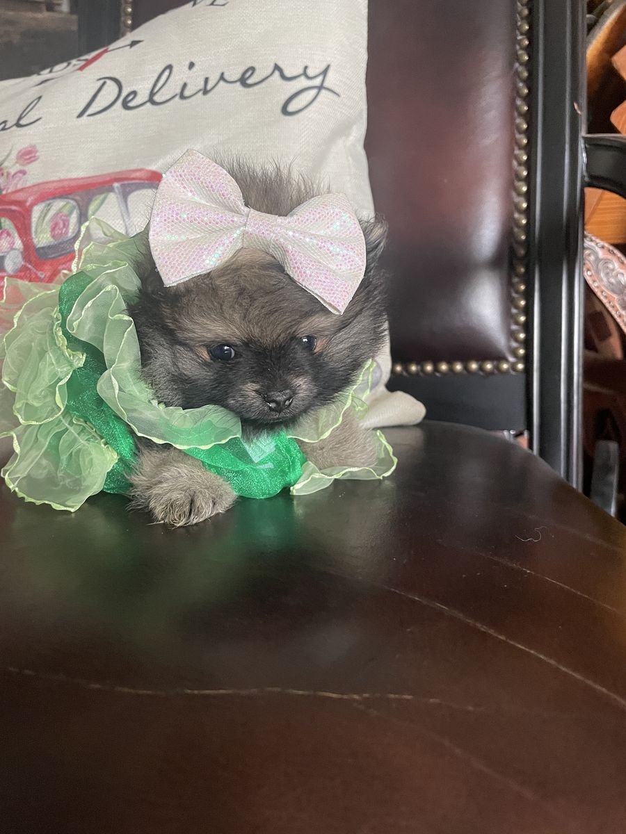 AKC Tiny Teacup Pomeranian puppies for sale or part trade