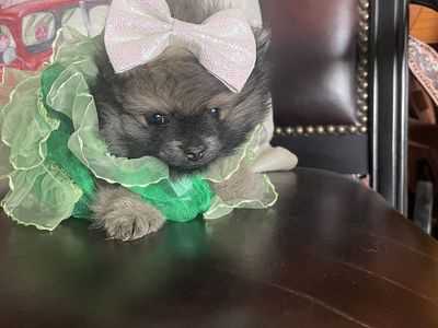 AKC Tiny Teacup Pomeranian puppies for sale or part trade