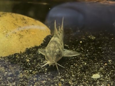 4 corydoras catfish