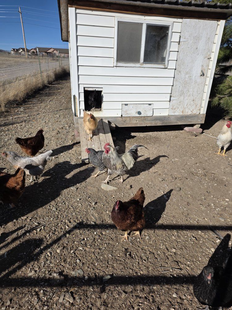 chickens roosters and hens