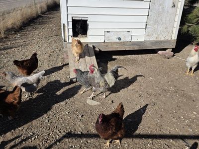 chickens roosters and hens
