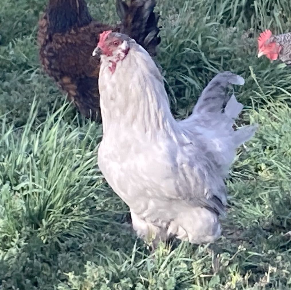 6 Month Lavender Ameraucana Roosters Standard Bred