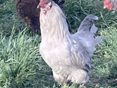 6 Month Lavender Ameraucana Roosters Standard Bred