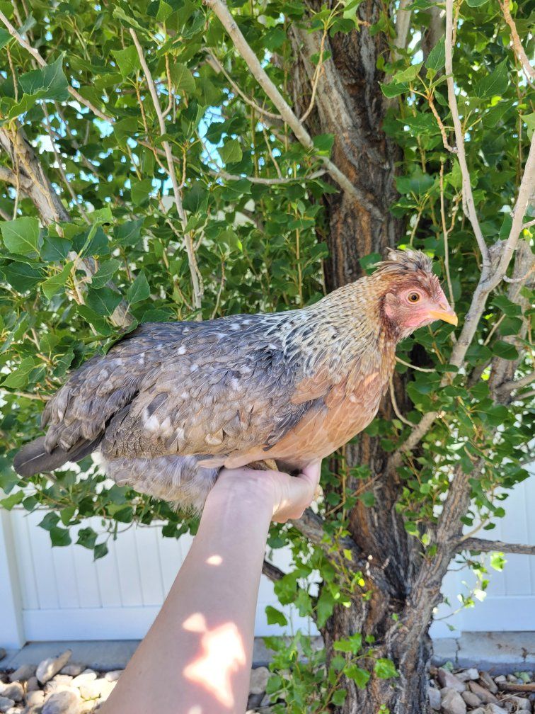 Point of Laying Hens 18 weeks old