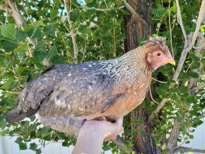 Point of Laying Hens 18 weeks old