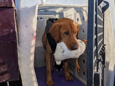 Elite Lab Puppies Purpose‑Bred, Health‑Tested.