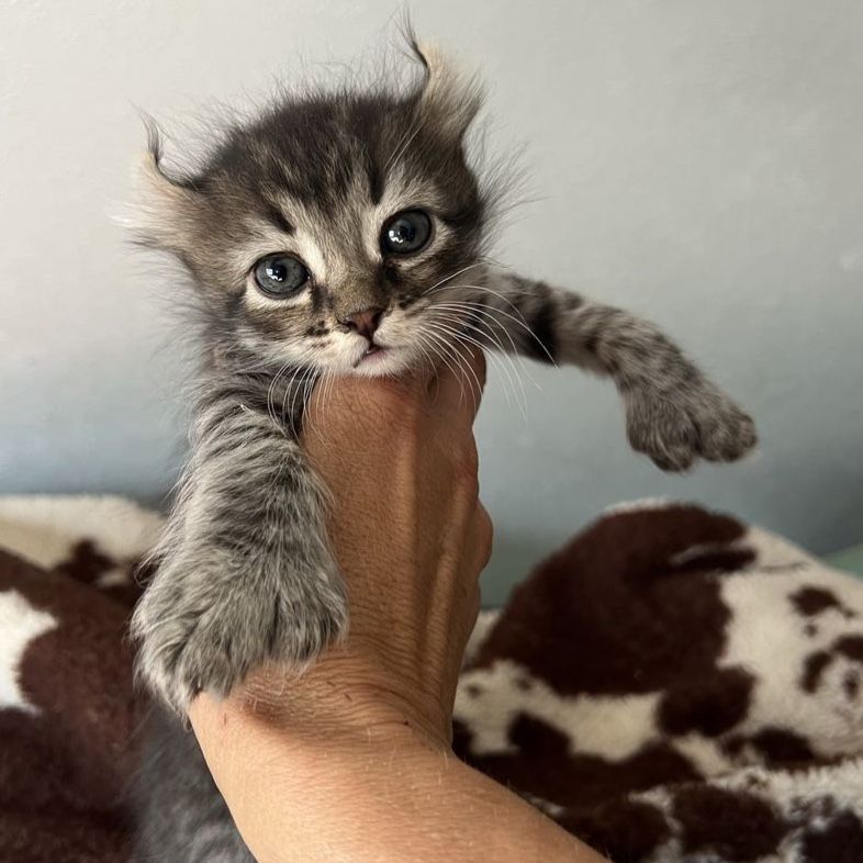 Highlander Kittens