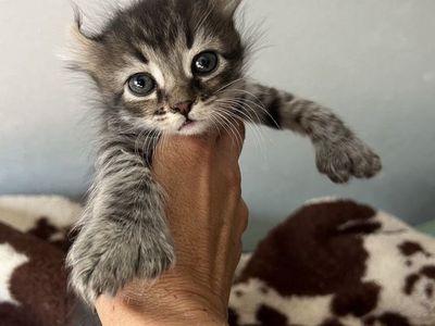 Highlander Kittens