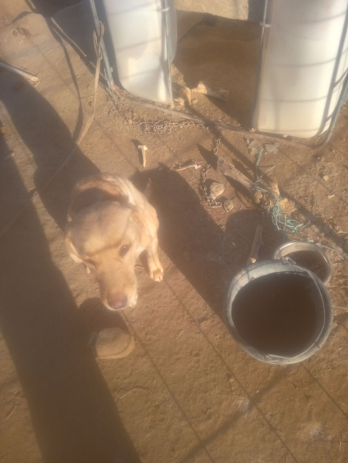 2-3 year old Yellow Labrador