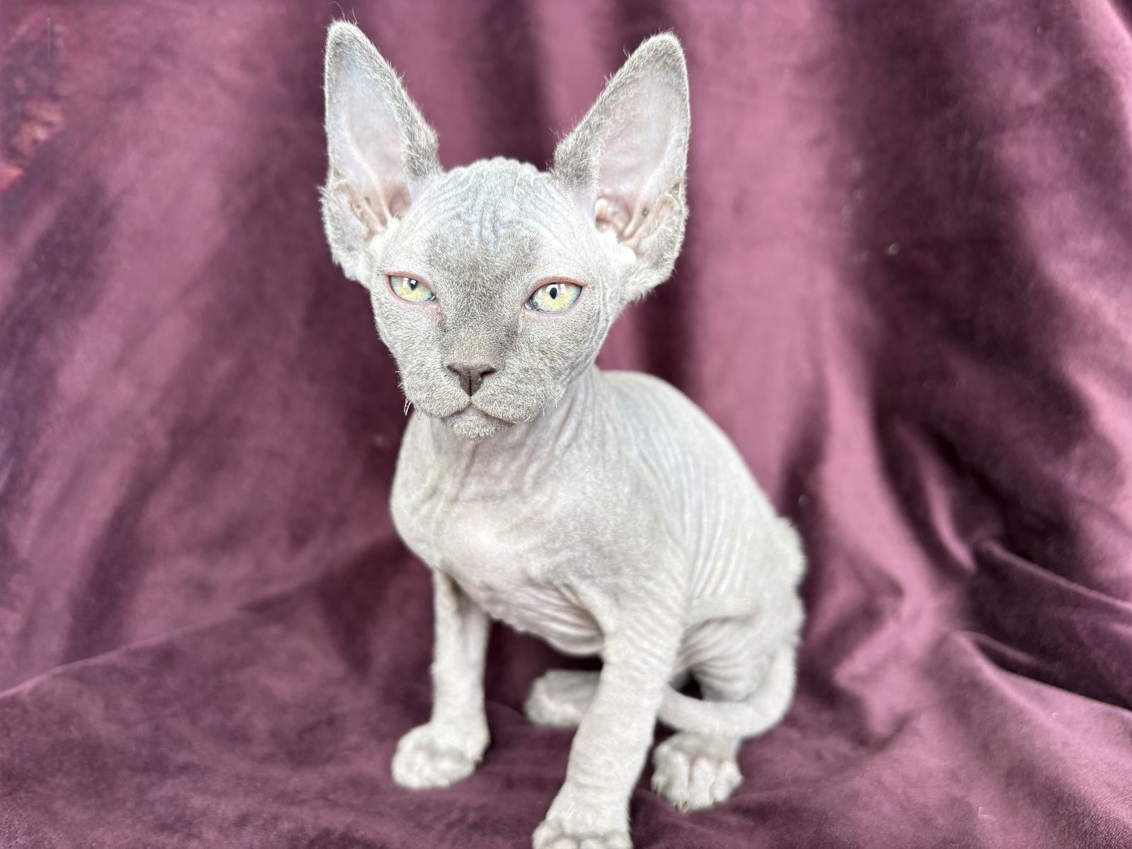 Female Sphynx Kitten