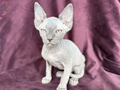 Female Sphynx Kitten
