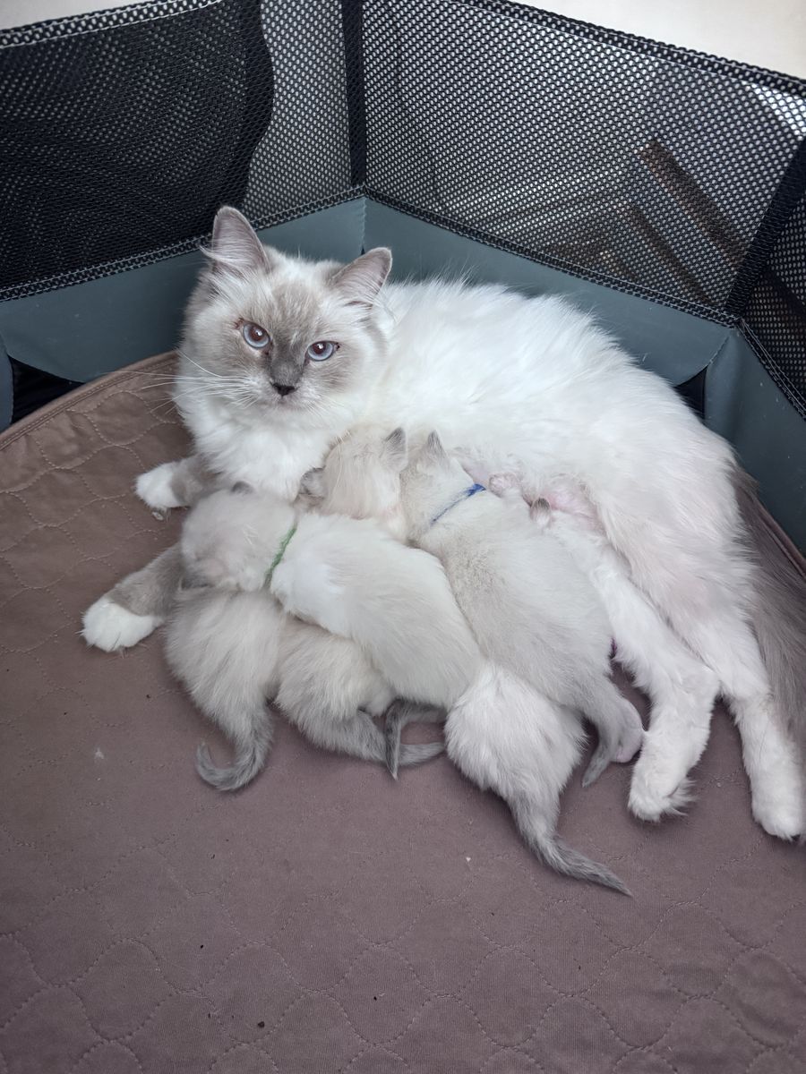 Adorable Purebred Ragdoll Kittens Just Made Their Debut!