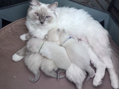 Adorable Purebred Ragdoll Kittens Just Made Their Debut!