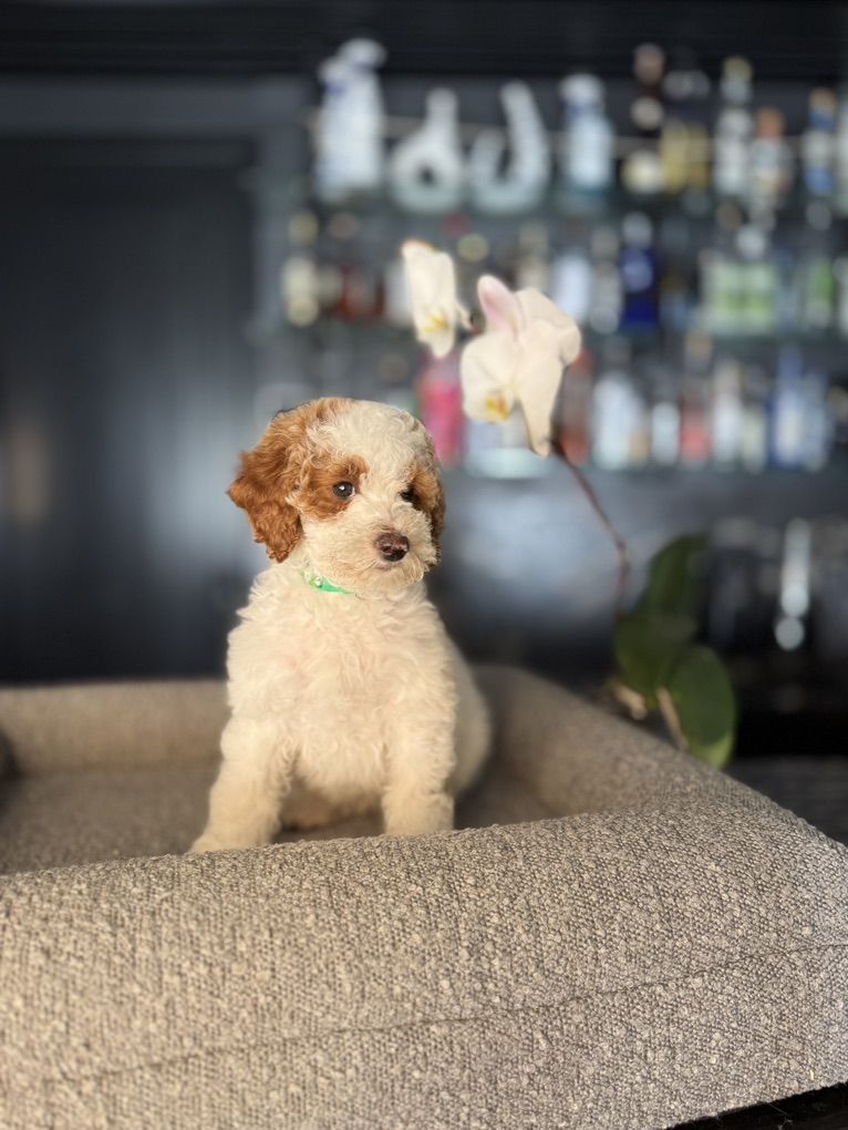 perfect Teddy Bear Mini Goldendoodle Puppies