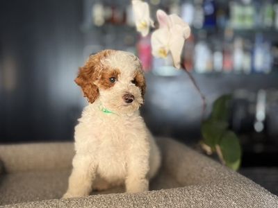 perfect Teddy Bear Mini Goldendoodle Puppies