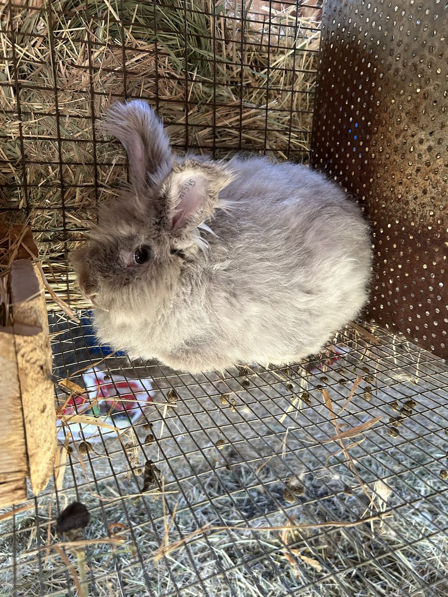 Bunny maintenance (nail trimming and grooming)