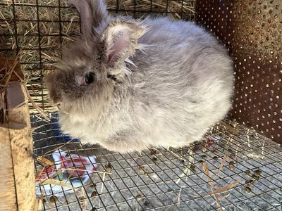 Bunny maintenance (nail trimming and grooming)