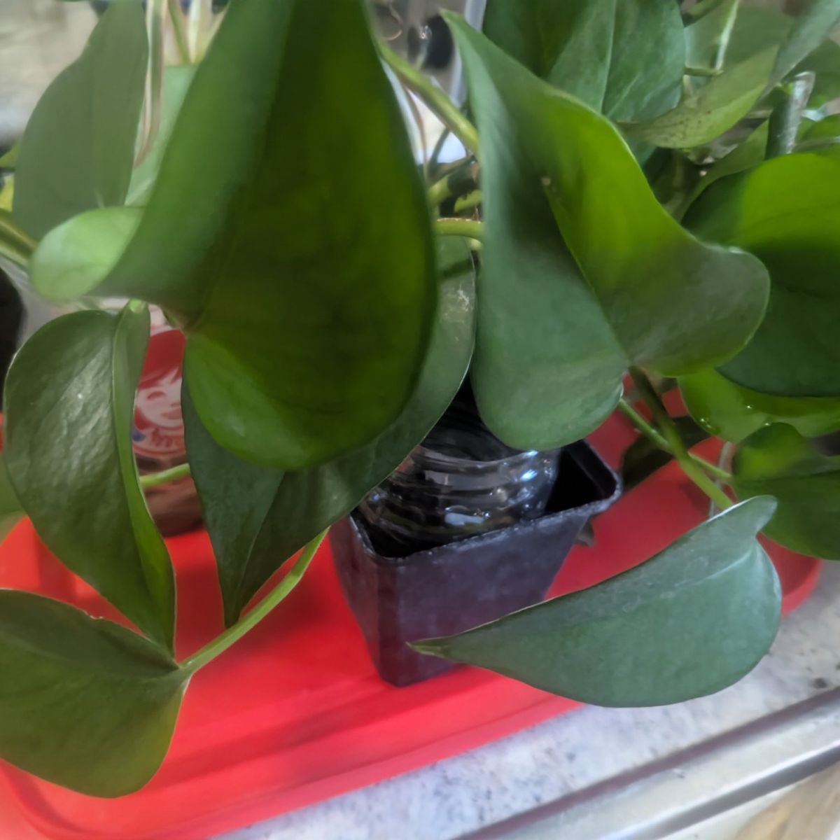 Free pothos plant