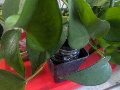 Free pothos plant