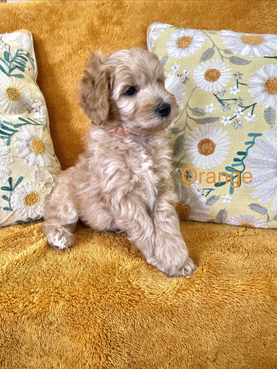 Mini Goldendoodle puppies