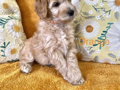 Mini Goldendoodle puppies