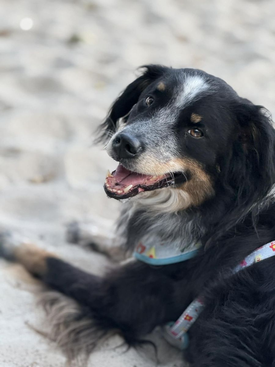 Australian Shepherd/Red Heeler Mix