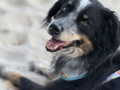 Australian Shepherd/Red Heeler Mix