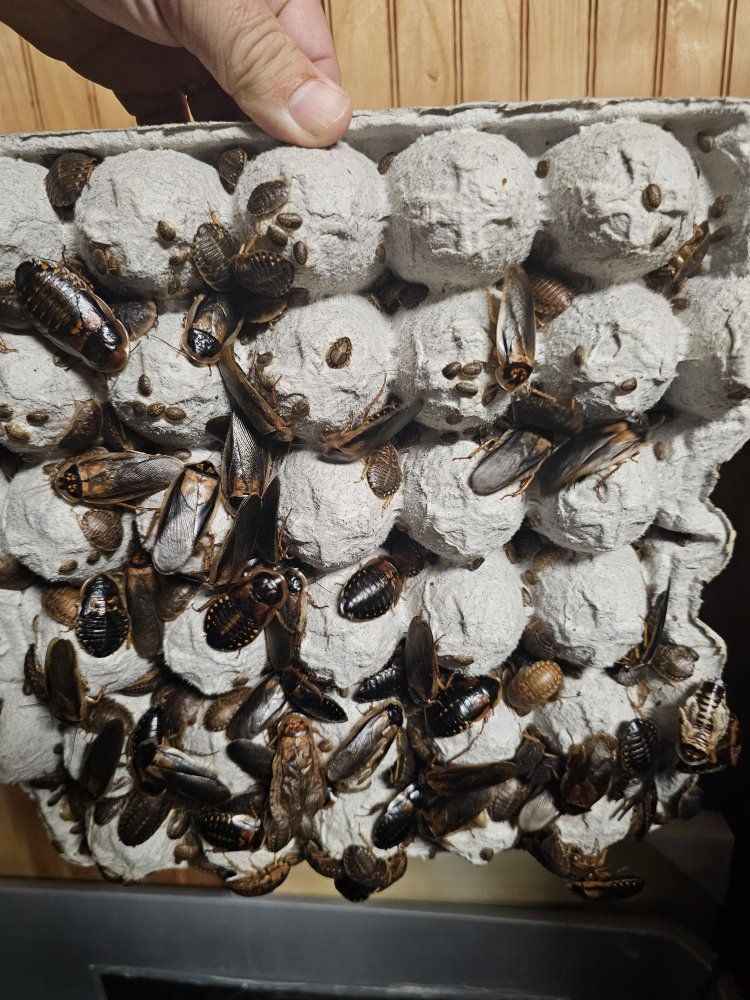 Dubia Roaches - Live Feeder Insects Various Sizes