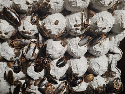 Dubia Roaches - Live Feeder Insects Various Sizes