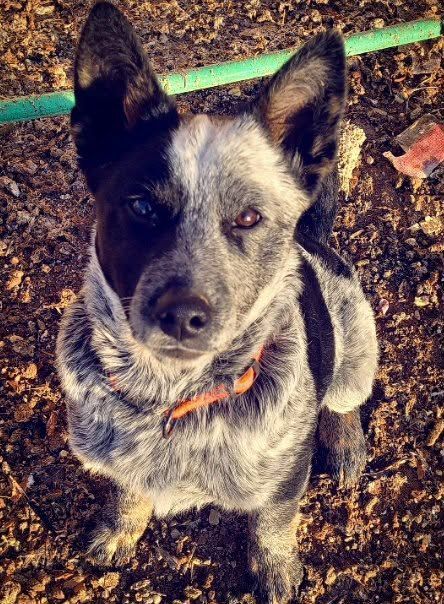 Blue Heeler male for sale