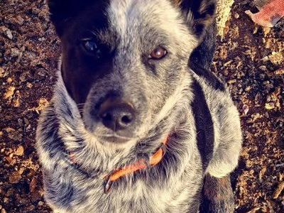 Blue Heeler male for sale