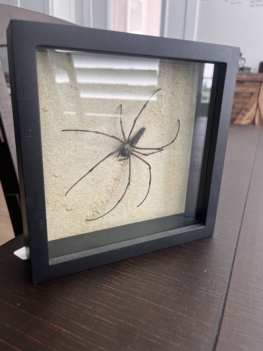Spider Display Shadow Box - Real Specimen Taxidermy Art, Black Frame, Unique Decor. Hand for size reference.