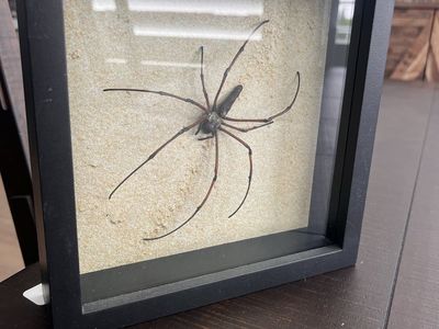 Spider Display Shadow Box - Real Specimen Taxidermy Art, Black Frame, Unique Decor. Hand for size reference.