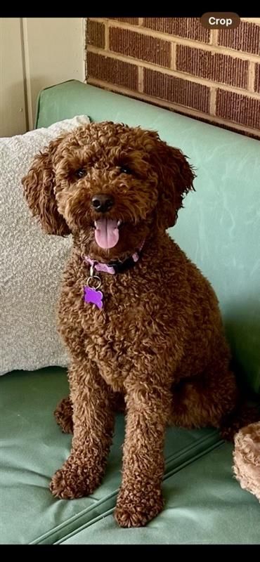 F1B Goldendoodle Looking for Her Forever Home