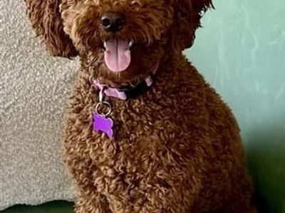 F1B Goldendoodle Looking for Her Forever Home