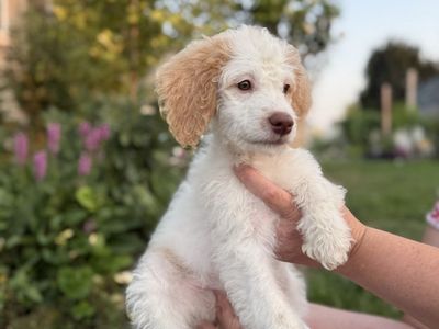 Doodle female 18-20 lbs