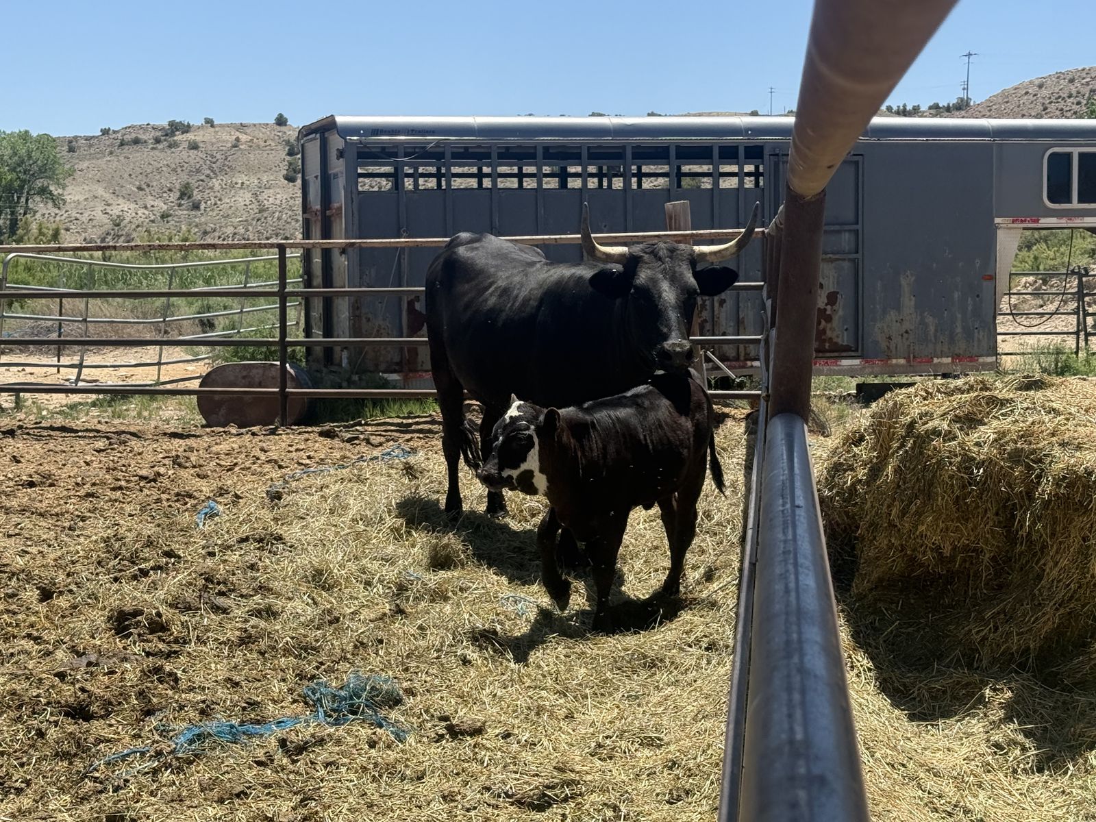 Corriente cows with heifers on them